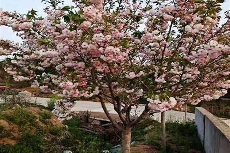 樱花怎么施肥 樱花如何施肥