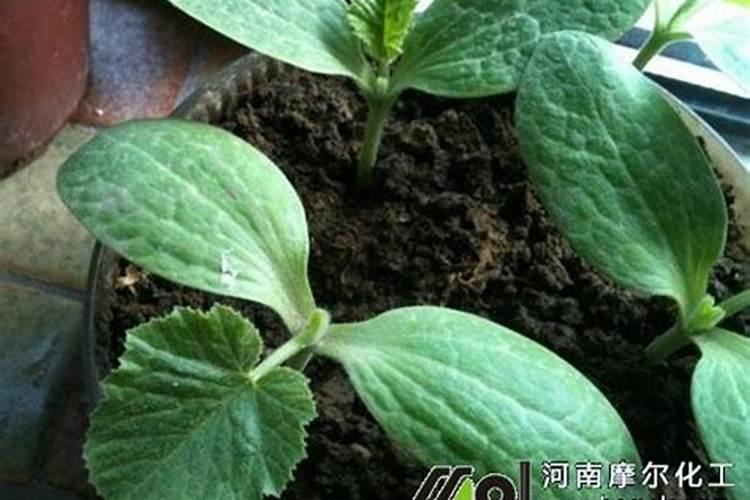 玉米秸秆发酵的方法