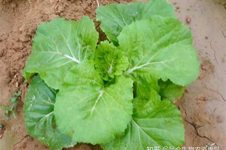 绿萝怎么施肥用什么肥料保养