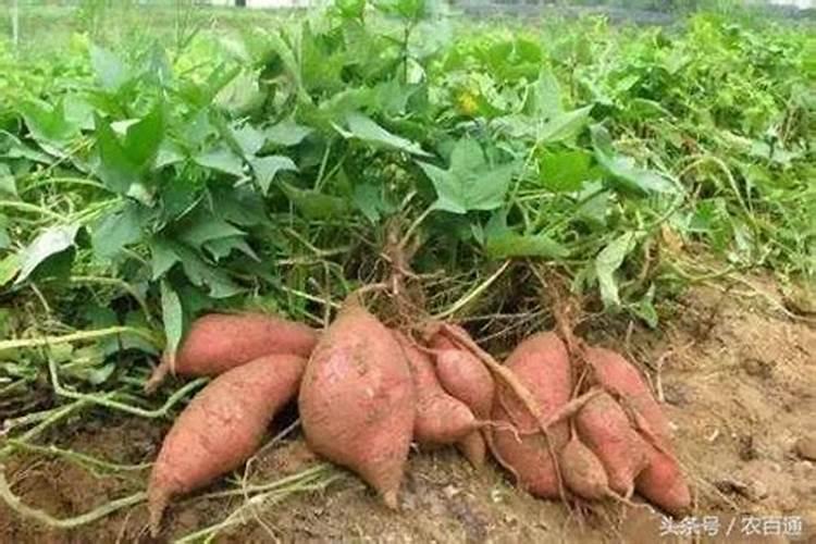 怎么用玉米秸秆发酵成饲料