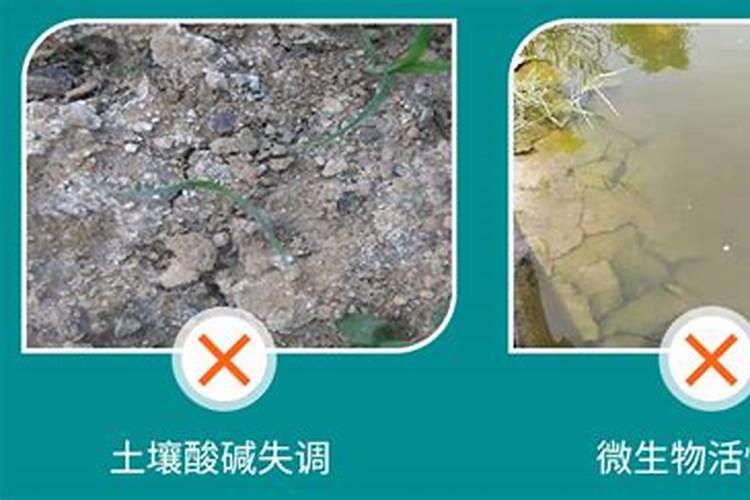 矿源黄腐酸钾喷施蔬菜会口感不好吗