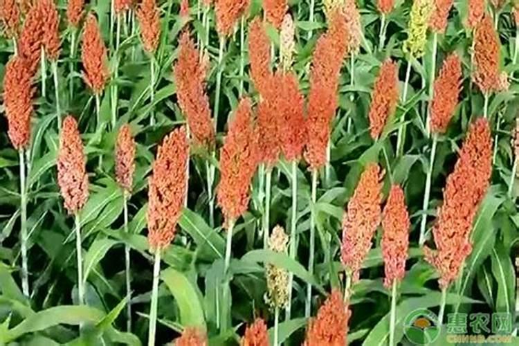 ...普通硅酸盐水泥,而不能使用火山灰质硅酸盐水泥和粉