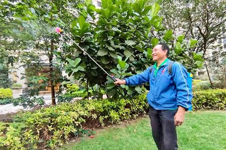 阳台种菜的土需要施肥吗？