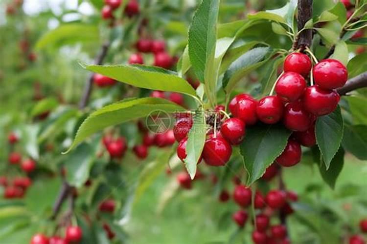 海带浓缩液和海藻鲜味液是不是一回事？