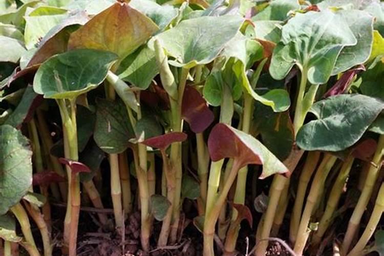 鱼腥草该怎样种植,在种植过程中有哪些需要特别注意的？