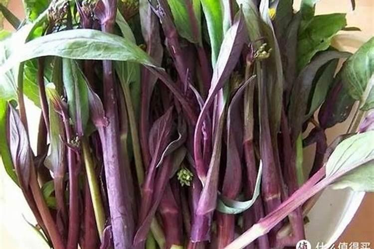 紫菜苔开花早是怎么回事？