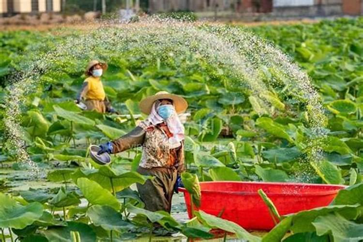 种莲藕用什么肥料好