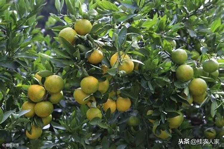 促花芽分化特效药