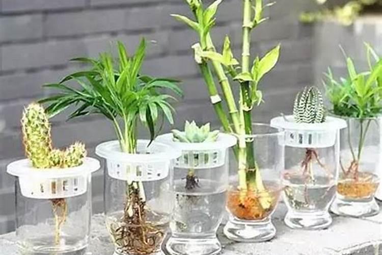 种子发芽后多久浇水 种子发芽后应该几天浇水？