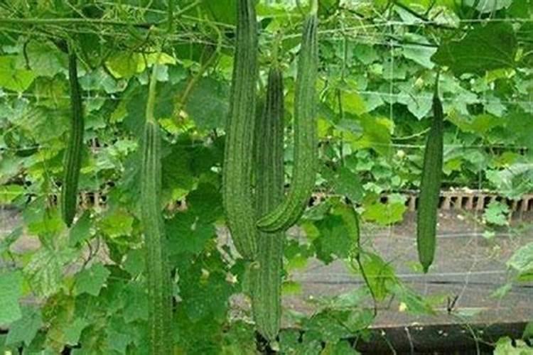 农业生产中铵态氮肥为什么不可与碱性物质混用