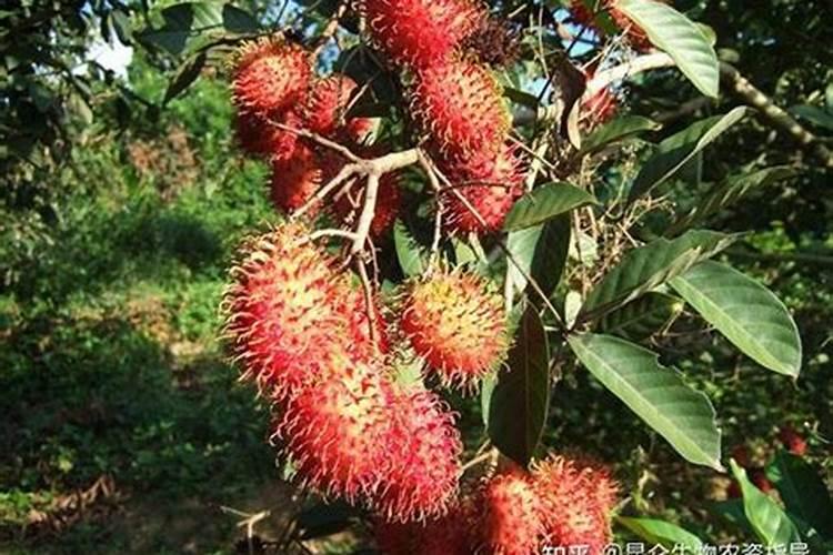 花生的资料有什么？