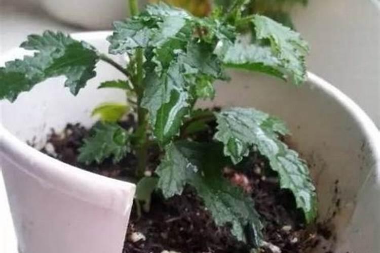 果树移栽后什么时候开始施肥？如何管理移栽后的第一年？拿葡萄举例？