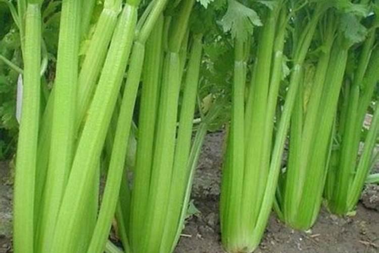 西红柿膨果肥用什么肥最好