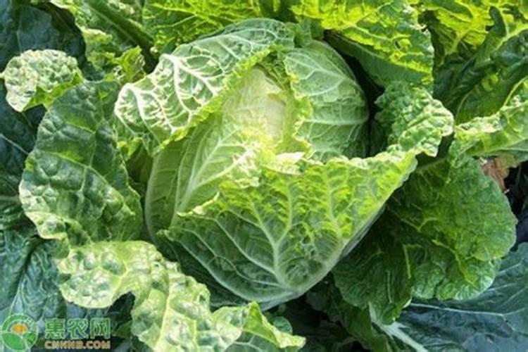 棉花后期喷什么叶面肥