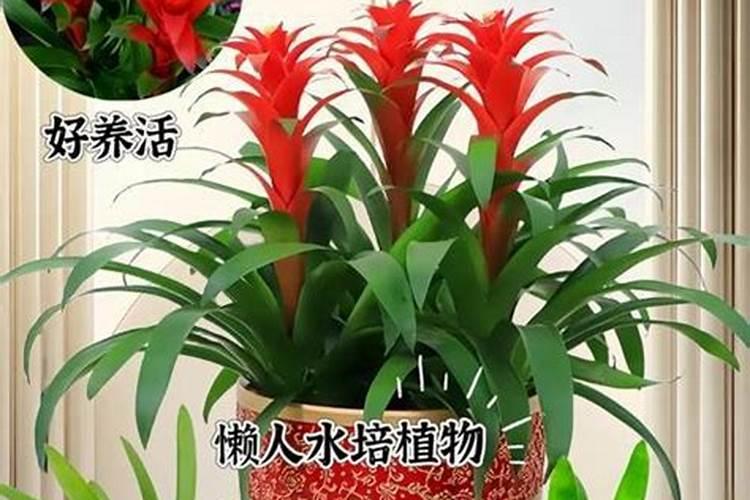 鸿运当头浇什么肥料合适