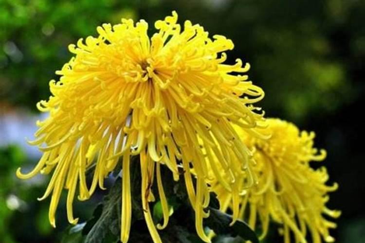 绿豆喜欢什么肥料