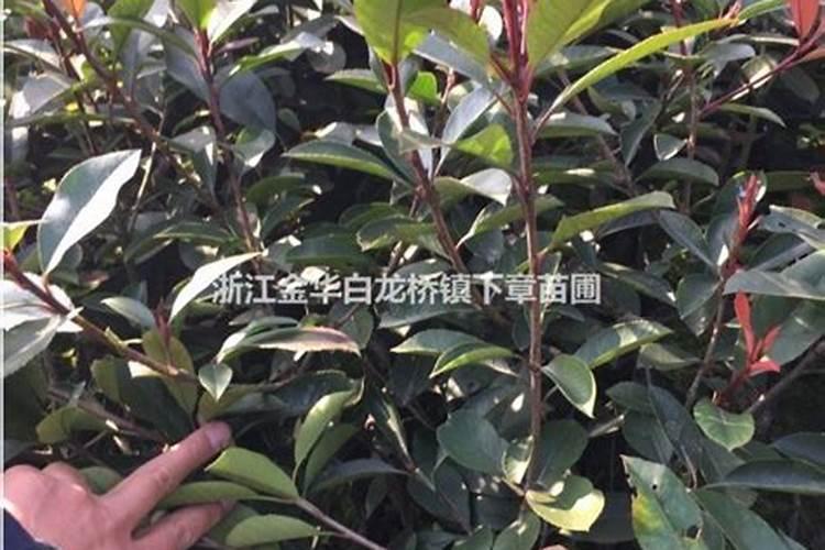 红叶石楠树小叶病怎么治？