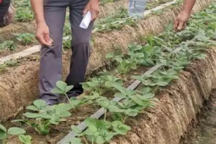 芸豆控旺用什么,请老师们指导一下