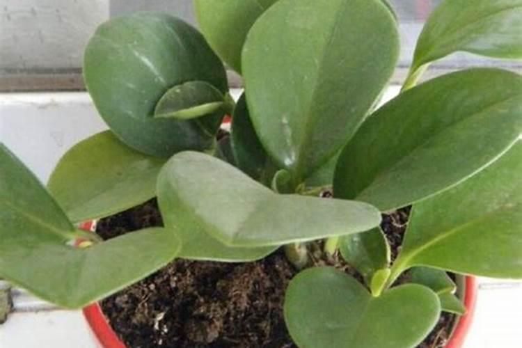 山东全福元共有几个