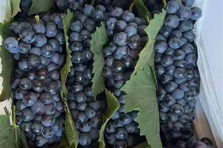 芸苔素浓度过高有哪些危害