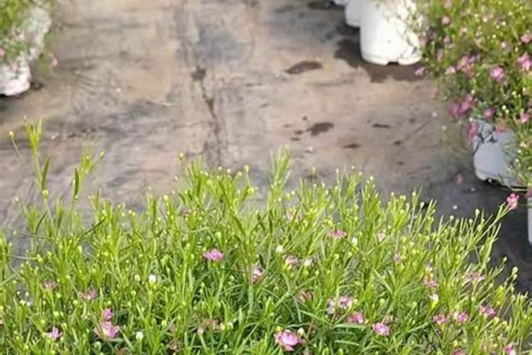 满天星施肥用什么肥料最好