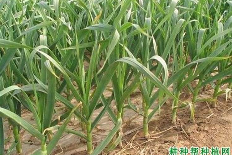 种植大蒜的土壤中氮肥含量增多会导致什么