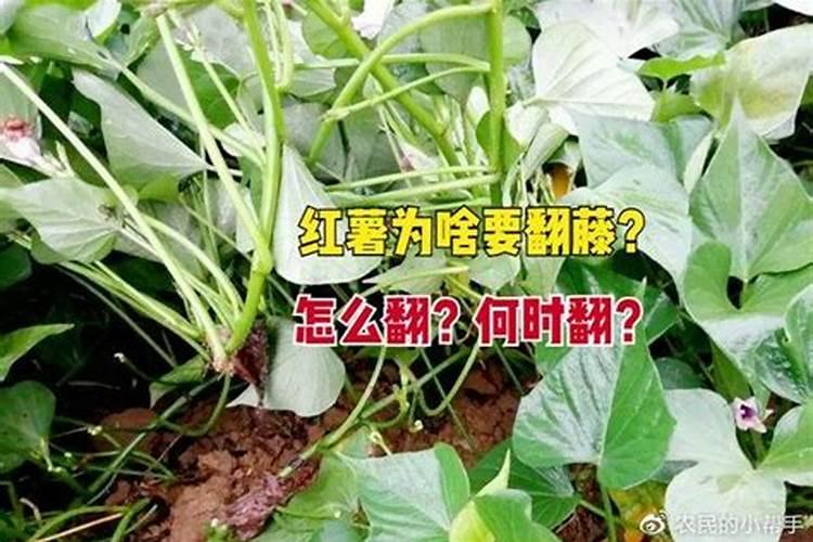 为什么买来的红薯藤种了叶子都枯了？