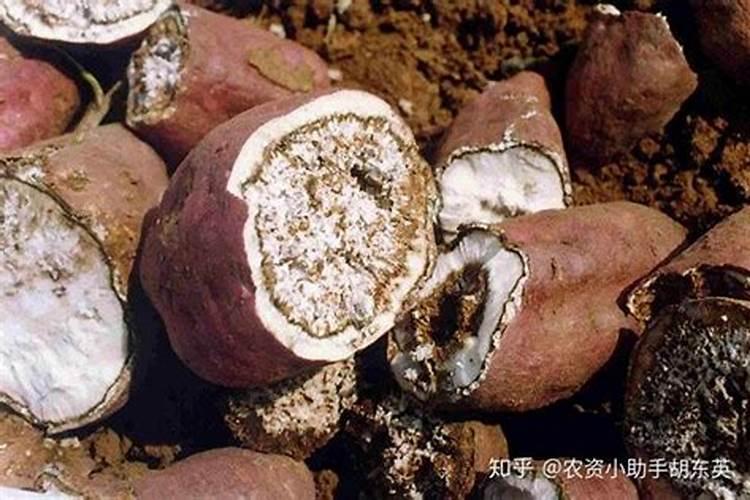 红薯藤可做有机肥吗