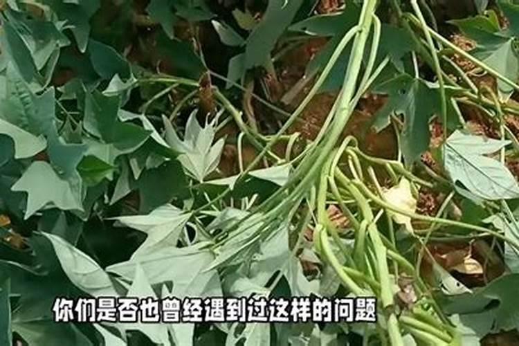 红薯施肥时用鸡粪、牛粪、羊粪各有什么区别？哪种更适合？