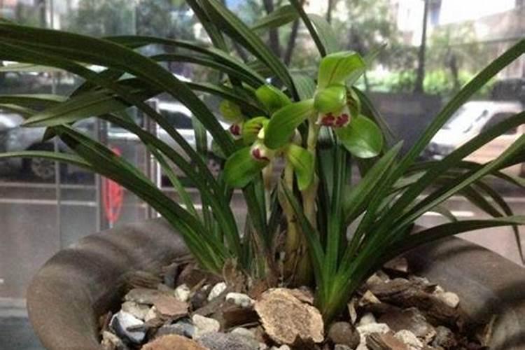 种兰花用了新的植料还用施肥不？