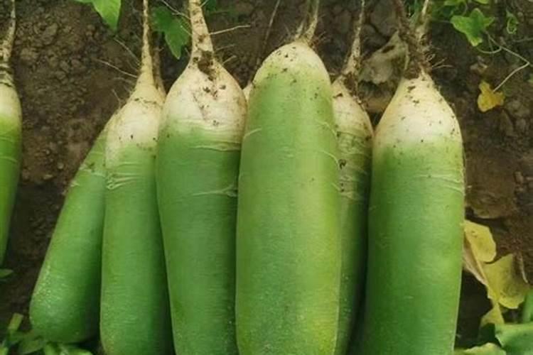 种植秋萝卜需要什么肥 施肥原则有哪些