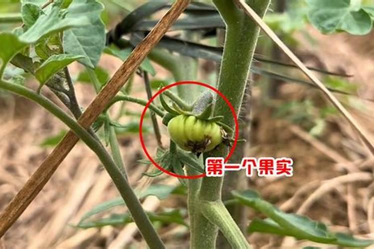 大量元素水溶肥有哪些作用