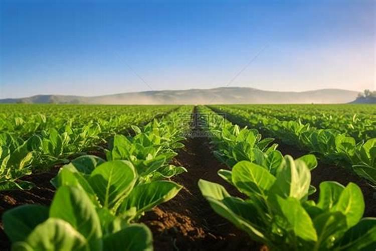 氯化钠对植物有什么危害