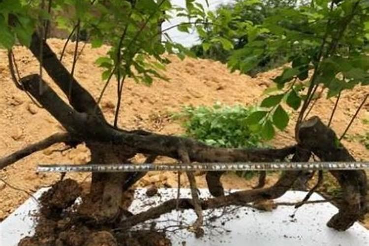 什么是磷肥磷肥的主要作用有哪些