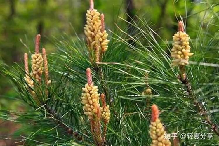 槟榔施什么钾肥才能达到高产