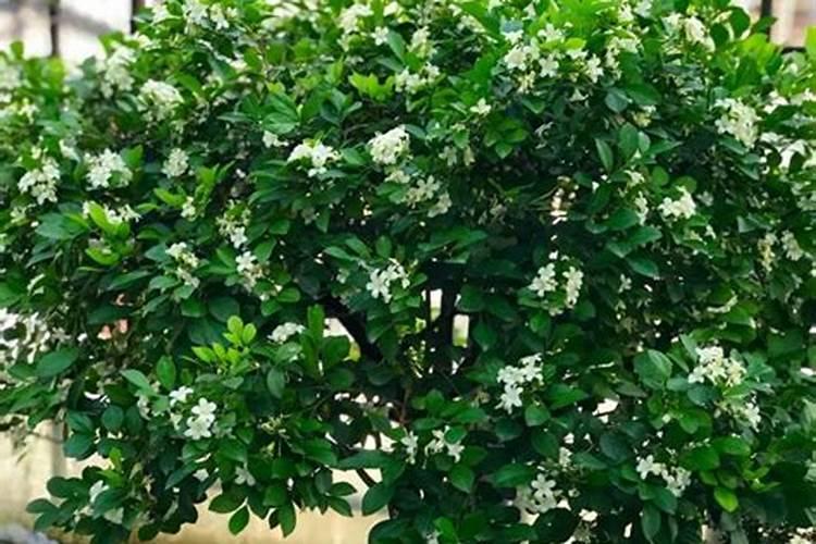 木炭灰可以当肥料吗？