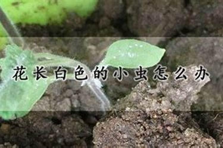 花生施什么肥才能高产什么时候施肥好