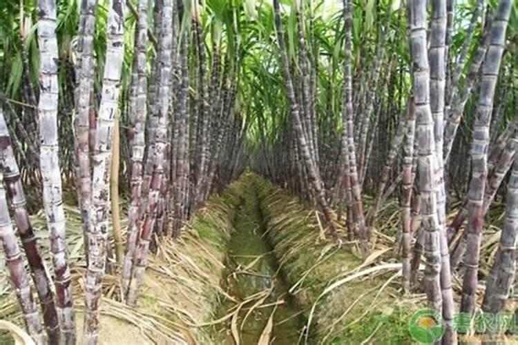 一亩水稻地要用多少化肥和农药