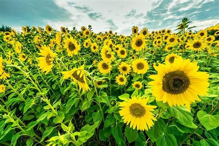 铵态氮肥怎么用 铵态氮肥使用有什么注意事项