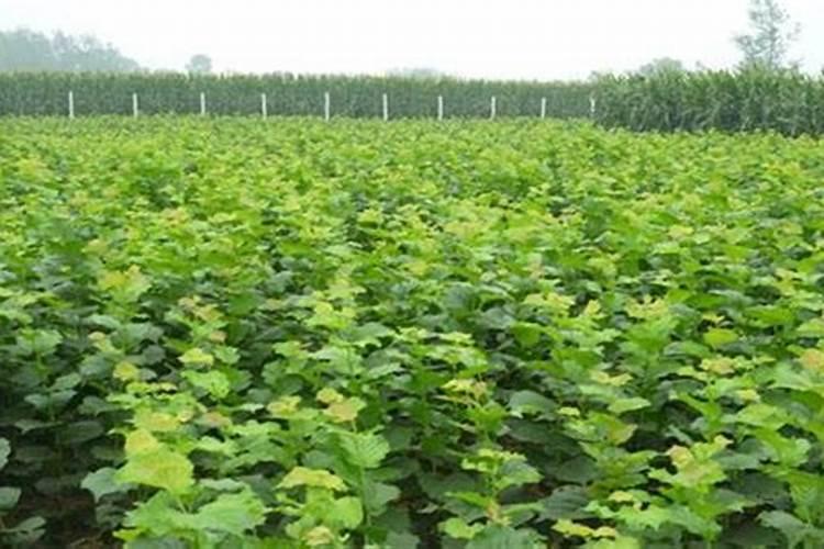 专家早上好,榛子树花芽分化时期应该施什么肥那