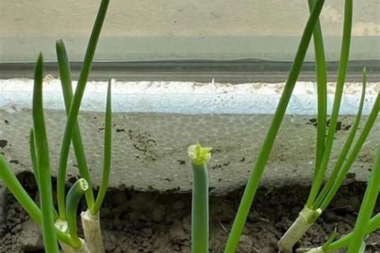 高钾肥水溶肥配方