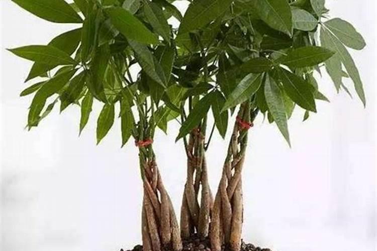 发财树施肥过多要怎么救