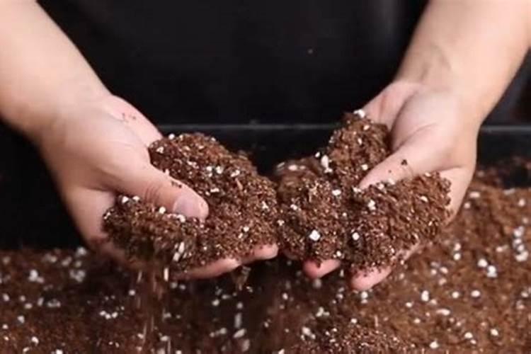 月季施肥有哪些方式