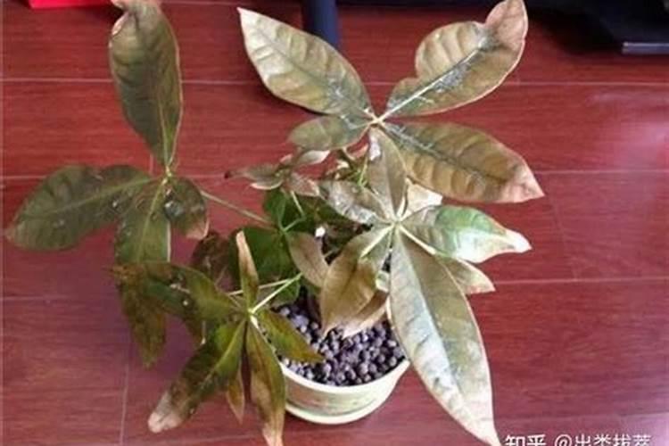 辣椒结果期用什么叶面肥效果好？辣椒挂果期喷什么叶面肥结果多？