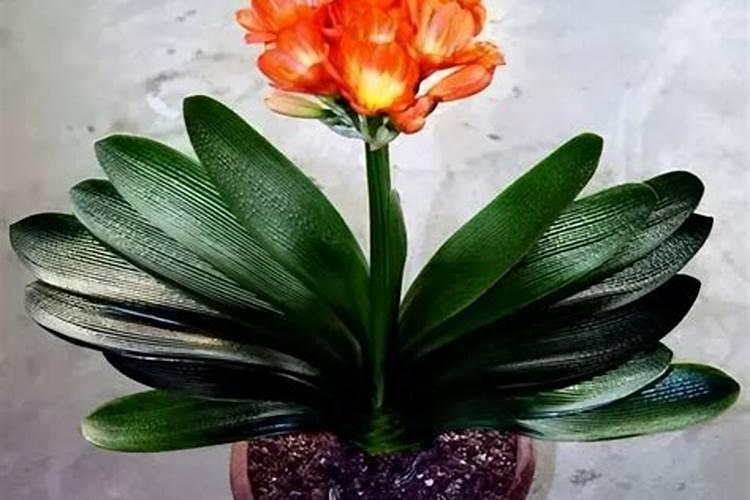 花生肥料最佳配方复合肥