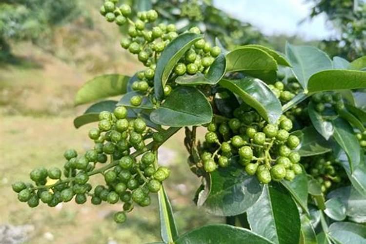 花椒树长虫该如何防治