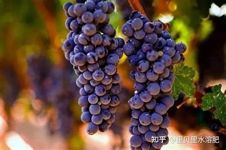 黄瓜施肥的方法!黄瓜冲施什么肥料好？