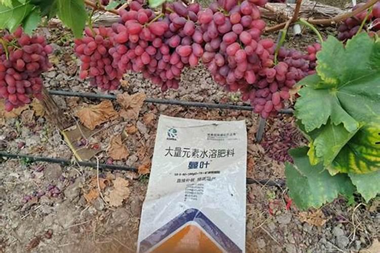 第一年葡萄小苗施什么肥(刚种葡萄苗用什么肥料长得快)