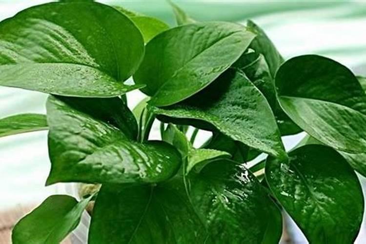 花生肥氯化钾硫酸钾哪个好肥料如何选择