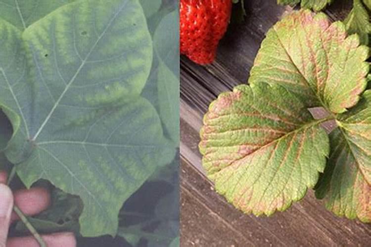 怎么判断月季缺肥料？